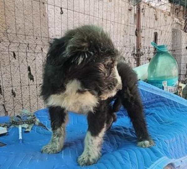 Patty, verspielte Hündin sucht Zuhause