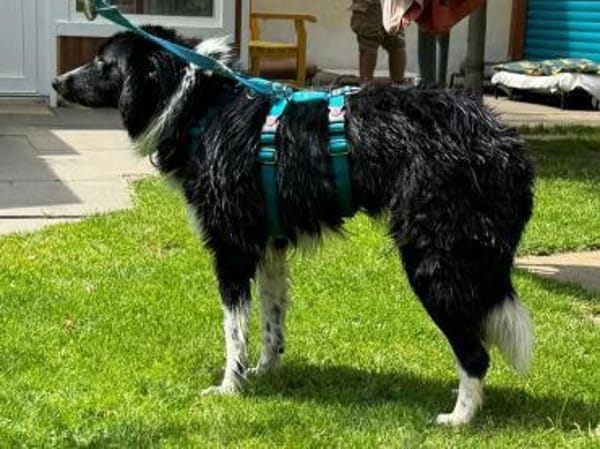 JASMIN- wunderschöne Hündin,52 cm