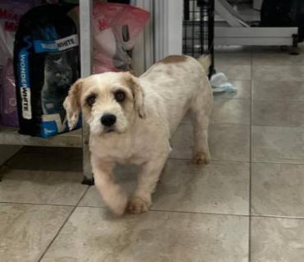 Rico, allerliebster Hund sucht Familie