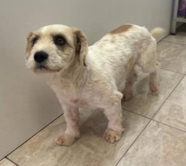 Rico, allerliebster Hund sucht Familie