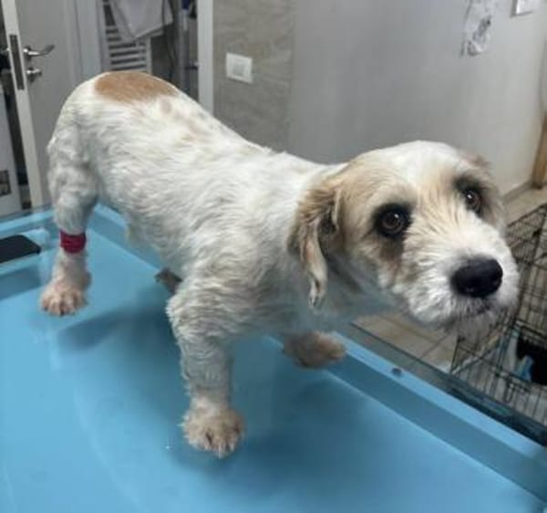 Rico, allerliebster Hund sucht Familie