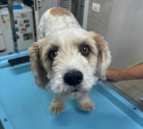 Rico, allerliebster Hund sucht Familie