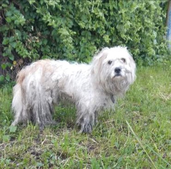 Rico, allerliebster Hund sucht Familie