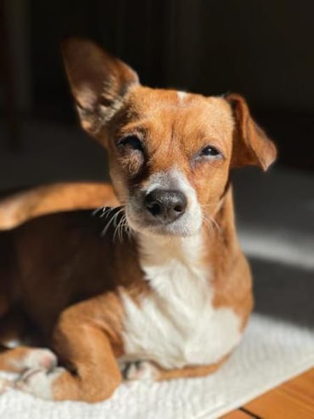 Nala, Prinzessin sucht Zuhause