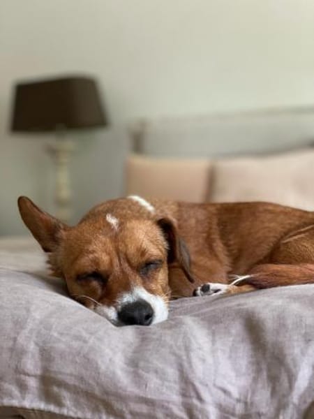 Nala, Prinzessin sucht Zuhause
