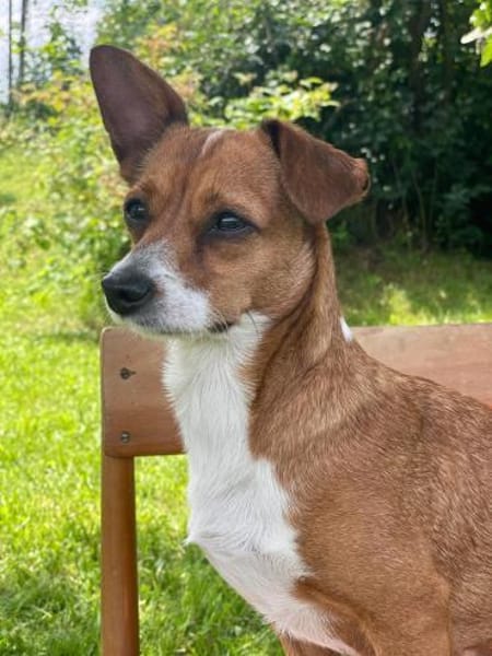 Nala, Prinzessin sucht Zuhause