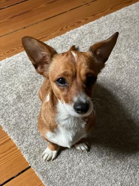 Nala, Prinzessin sucht Zuhause
