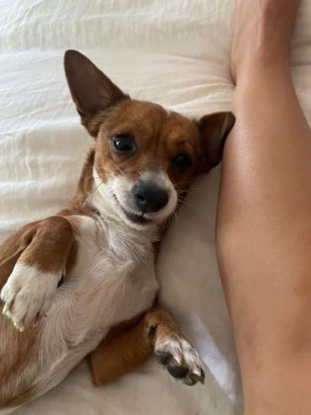 Nala, Prinzessin sucht Zuhause