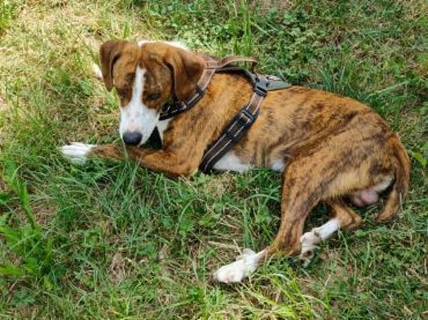 🧡 Bomber  junger Herzenshund