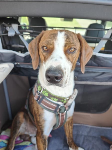 🧡 Bomber  junger Herzenshund