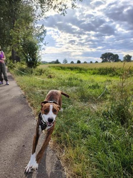 🧡 Bomber  junger Herzenshund