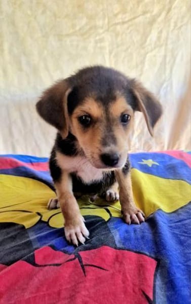 Bruno sucht ein Zuhause