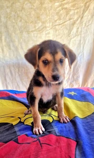 Bruno sucht ein Zuhause
