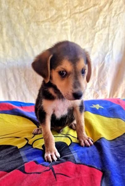 Bruno sucht ein Zuhause