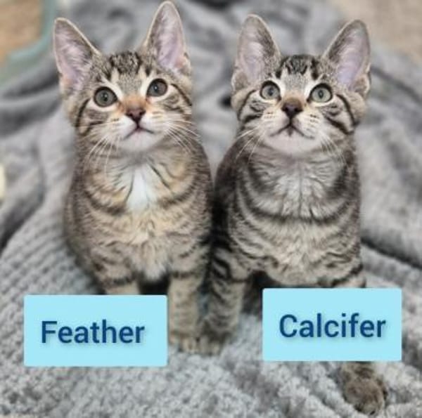 Feather und Calcifer