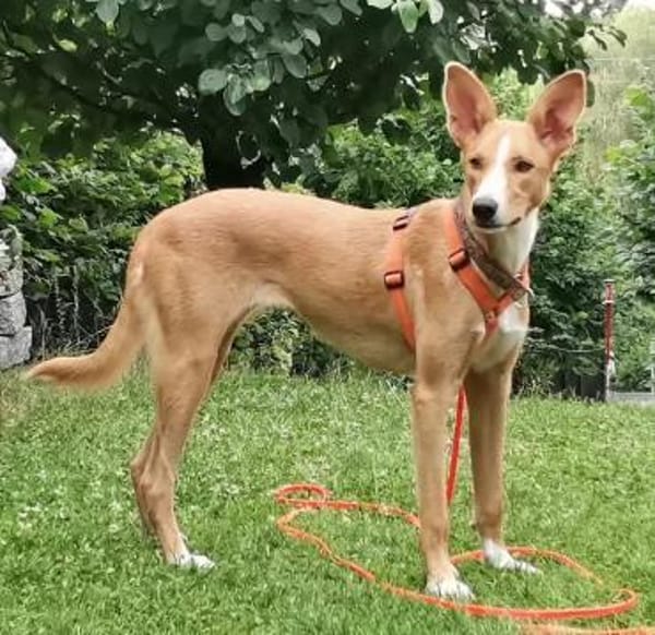 Hündin Melly sucht (mit Jagtinstinkt)