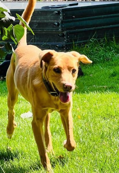 Traumhund Piloto