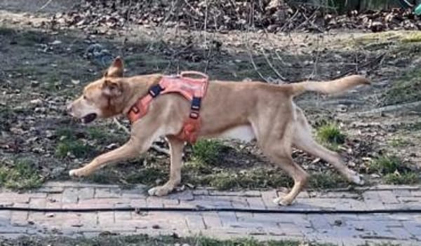 Traumhund Piloto