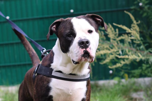 BUTLER
