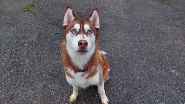 MAYA