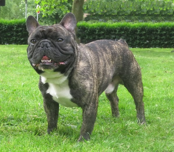 Ugo