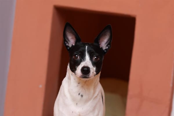LULU
