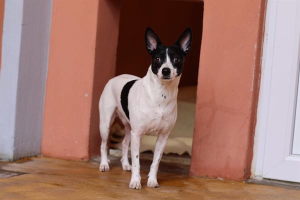 LULU