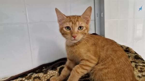 Yoko "en cours d'adoption"