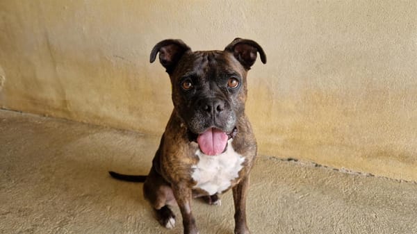 ZARA "En cours d'adoption"