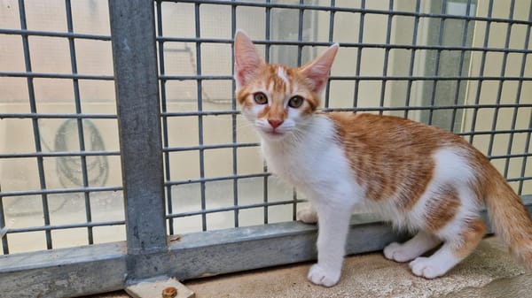 Muscat (en cours d'adoption)