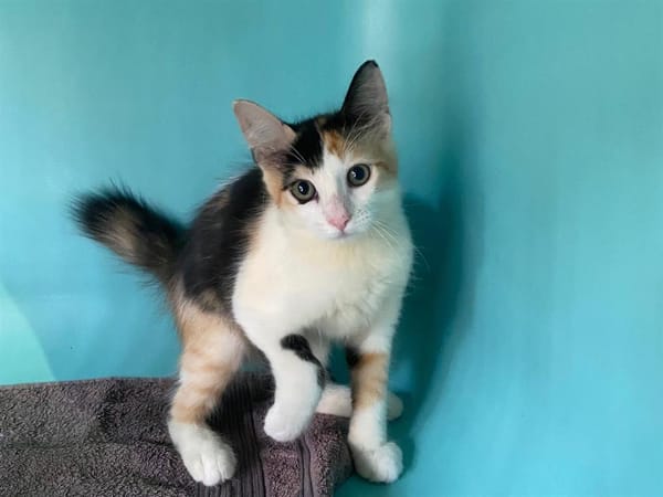 ZENIBA (Felv +)
