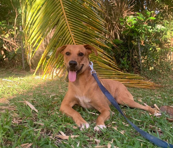 CHOUPY, Mâle berger créole junior