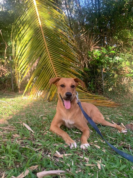 CHOUPY, Mâle berger créole junior