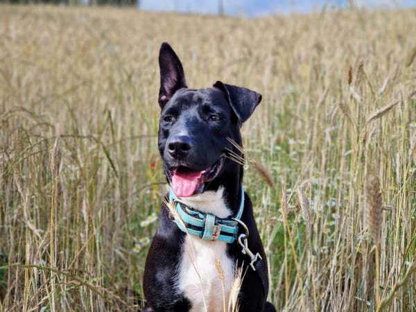 TILOUP Croisé Labrador