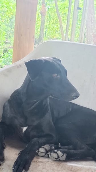 USLA, Femelle junior Berger Créole