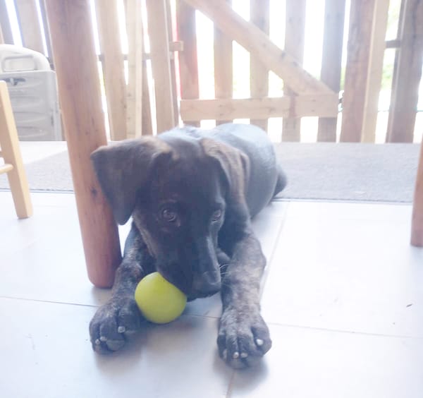 EASTER chiot Berger Créole mâle