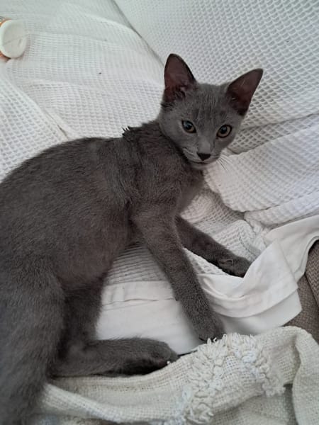 AHORA, chaton créole femelle
