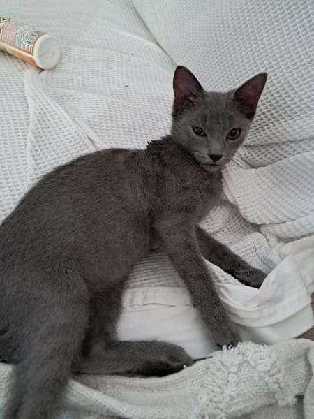 AHORA, chaton créole femelle