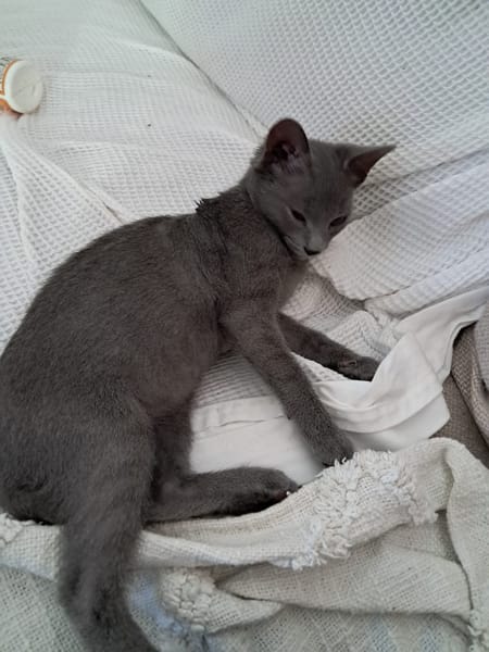 AHORA, chaton créole femelle