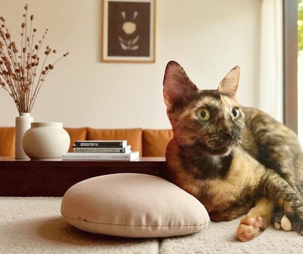 SPHINXY, chat femelle européen