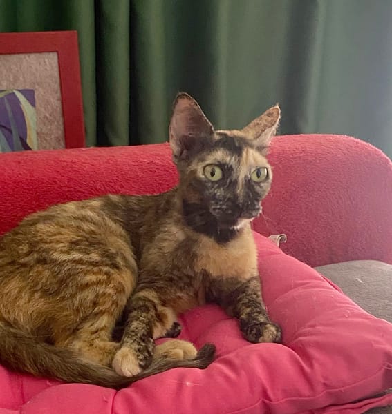 SPHINXY, chat femelle européen