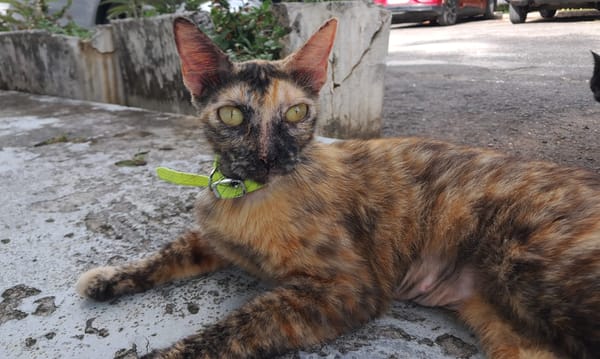 SPHINXY, chat femelle européen
