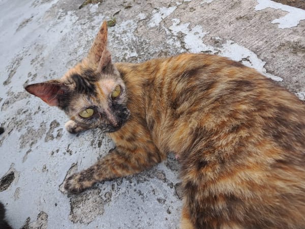 SPHINXY, chat femelle européen