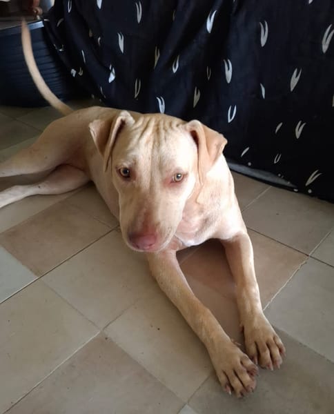 PHOENIX Croisée Labrador Femelle junior