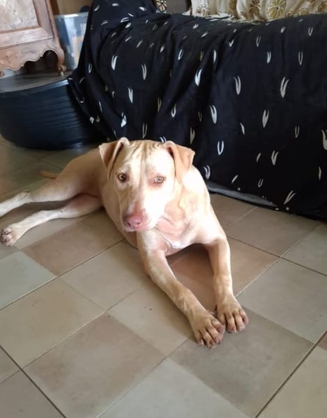 PHOENIX Croisée Labrador Femelle junior