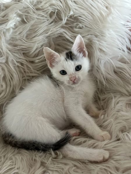 KUMO (EX TAYLOR)