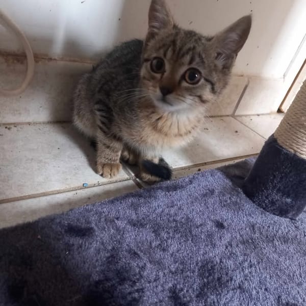 MAYA