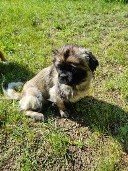 Ringo