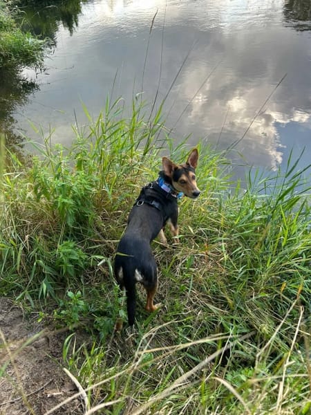 Loki
