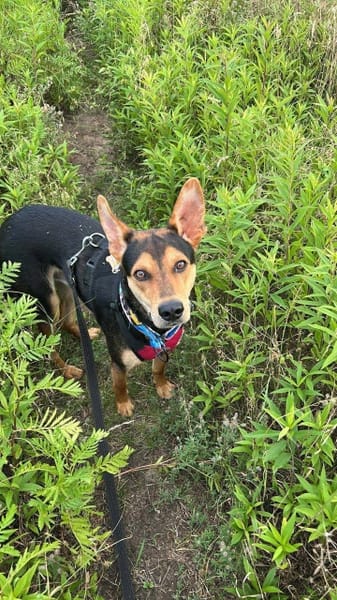 Loki